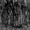Sunn O))) – Black One