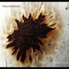 Danishmendt – Eaux Fortes