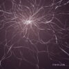 Exivious – Exivious