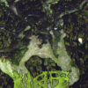 Vaz – Chartreuse Bull