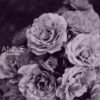Anne – Dream Punx
