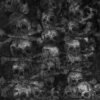 The Secret – Agnus Dei