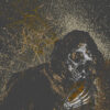 Vermin Womb – Decline