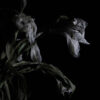 Cavernlight – As We Cup Our Hands And Drink From The Stream Of Our Ache