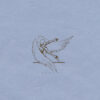 Ostraca – Last
