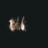 Young Mountain – Lost Tree