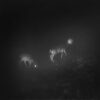 Bliss Signal – S/T