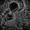 Endless Forms Most Gruesome – S/T