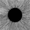 Vola – Witness