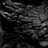 Anguine – MMXXI²