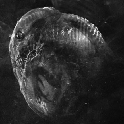 madre-embryo