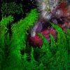 Wharflush – Shittier/Slimier