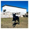 dogseesgod – Go Dog!