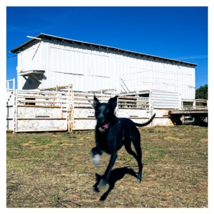 dogseesgod – Go Dog!